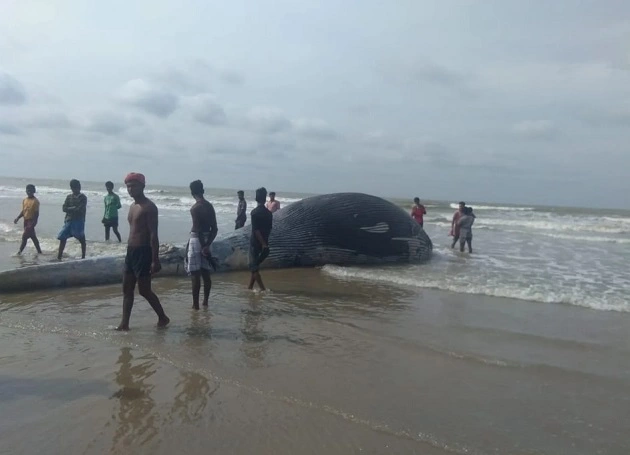 35 Feet Gaint Whale Found Dead In West Bengal