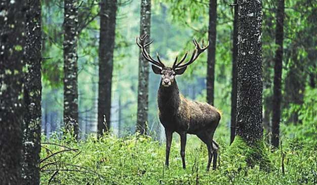 Kashmir Red Stag endangered species in India