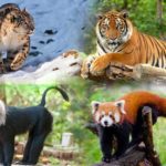 endangered animal species in india