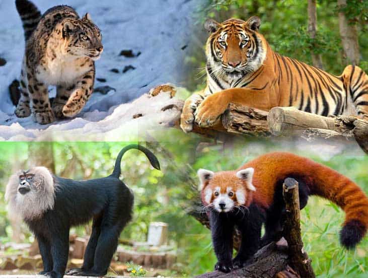 endangered animal species in india